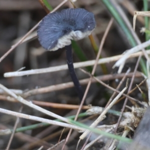 Entoloma sp. at Moruya, NSW - suppressed