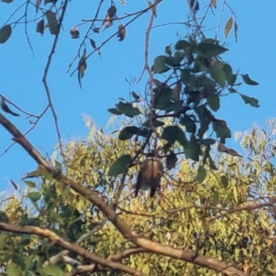 Rhipidura rufifrons (Rufous Fantail) at Bungendore, NSW - 30 Mar 2024 by clarehoneydove