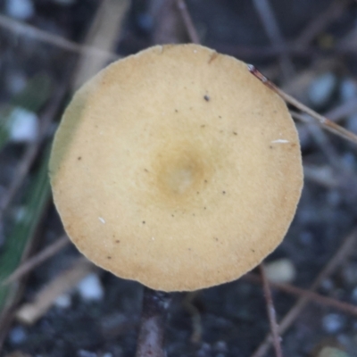 Clitocybe s.l. at Moruya, NSW - 30 Mar 2024 by LisaH