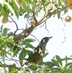 Meliphaga lewinii (Lewin's Honeyeater) at Penrose, NSW - 24 Mar 2024 by Aussiegall