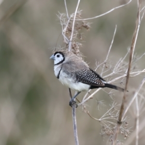 Stizoptera bichenovii at Jerrabomberra Wetlands - 28 Mar 2024