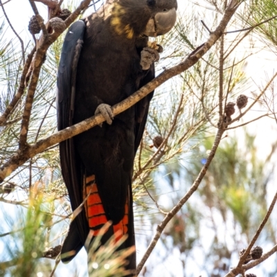 Calyptorhynchus lathami lathami (Glossy Black-Cockatoo) at Penrose - 24 Mar 2024 by Aussiegall