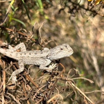 Amphibolurus muricatus (Jacky Lizard) at Mount Majura - 29 Mar 2024 by Pirom