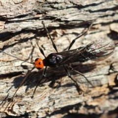 Unidentified Wasp (Hymenoptera, Apocrita) at Broulee Moruya Nature Observation Area - 30 Mar 2024 by LisaH