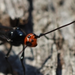 Unidentified at suppressed - 30 Mar 2024