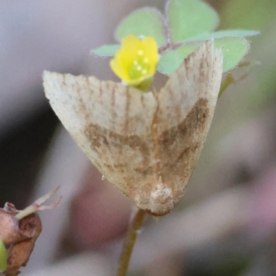 Meranda susialis at Moruya, NSW - 30 Mar 2024 by LisaH