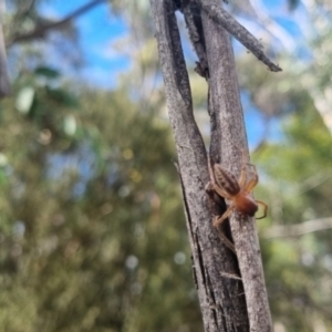 Clubiona sp. (genus) at QPRC LGA - suppressed