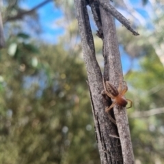 Clubiona sp. (genus) (Unidentified Stout Sac Spider) at Bungendore, NSW - 23 Mar 2024 by clarehoneydove