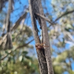 Clubiona sp. (genus) at QPRC LGA - suppressed