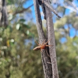 Clubiona sp. (genus) at QPRC LGA - suppressed