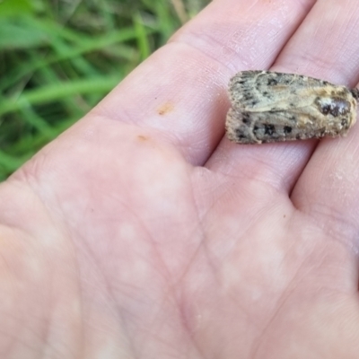 Proteuxoa sanguinipuncta (Blood-spotted Noctuid) at Bungendore, NSW - 24 Mar 2024 by clarehoneydove