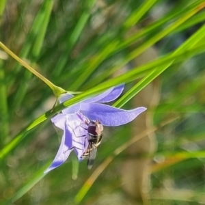 Melangyna sp. (genus) at QPRC LGA - 24 Mar 2024