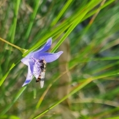 Melangyna sp. (genus) at QPRC LGA - suppressed