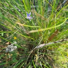 Melangyna sp. (genus) at QPRC LGA - suppressed