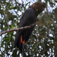 Calyptorhynchus lathami lathami (Glossy Black-Cockatoo) at Mogo State Forest - 29 Mar 2024 by LisaH