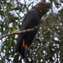 Calyptorhynchus lathami lathami (Glossy Black-Cockatoo) at Mogo State Forest - 30 Mar 2024 by LisaH