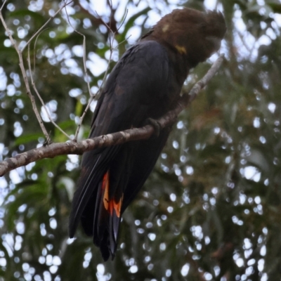 Calyptorhynchus lathami (Glossy Black-Cockatoo) at Broulee Moruya Nature Observation Area - 29 Mar 2024 by LisaH