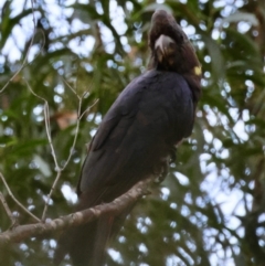 Calyptorhynchus lathami lathami at Mogo State Forest - 30 Mar 2024