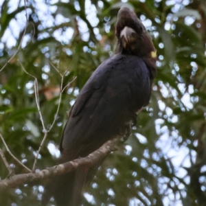 Calyptorhynchus lathami lathami at Mogo State Forest - suppressed