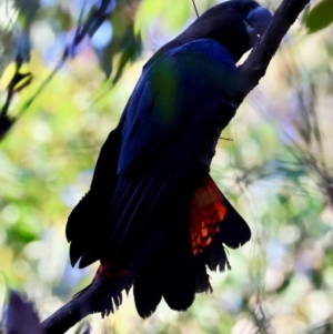 Calyptorhynchus lathami lathami at Mogo State Forest - suppressed