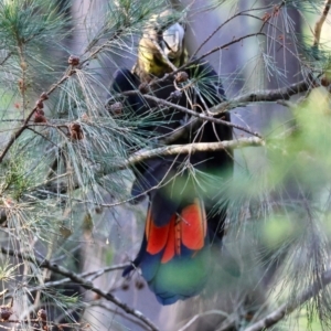 Calyptorhynchus lathami lathami at Mogo State Forest - suppressed