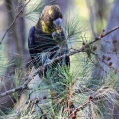 Calyptorhynchus lathami lathami at Mogo State Forest - suppressed