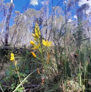 Bulbine glauca at Namadgi National Park - 19 Nov 2023 04:02 PM