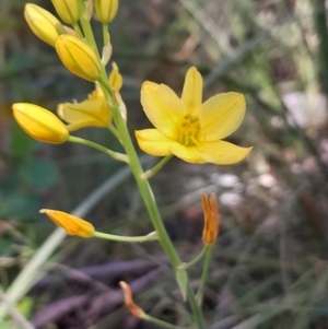 Bulbine glauca at Namadgi National Park - 19 Nov 2023