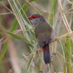 Neochmia temporalis (Red-browed Finch) at Jerrabomberra Wetlands - 28 Mar 2024 by jb2602
