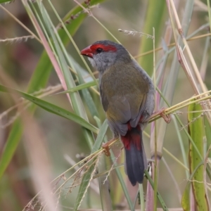 Neochmia temporalis at Jerrabomberra Wetlands - 28 Mar 2024