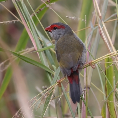 Neochmia temporalis (Red-browed Finch) at Jerrabomberra Wetlands - 28 Mar 2024 by jb2602