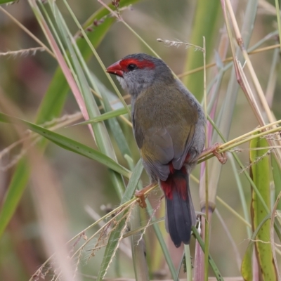 Neochmia temporalis (Red-browed Finch) at Fyshwick, ACT - 27 Mar 2024 by jb2602