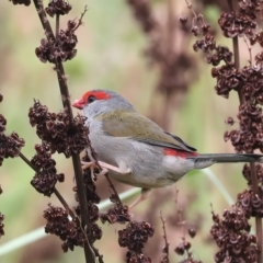 Neochmia temporalis at Jerrabomberra Wetlands - 28 Mar 2024