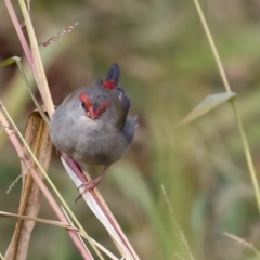 Neochmia temporalis at Jerrabomberra Wetlands - 28 Mar 2024