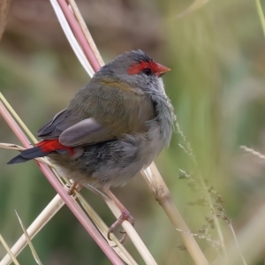 Neochmia temporalis at Jerrabomberra Wetlands - 28 Mar 2024 08:45 AM