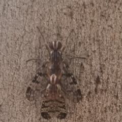 Euprosopia sp. (genus) (Signal fly) at Bungendore, NSW - 29 Mar 2024 by clarehoneydove