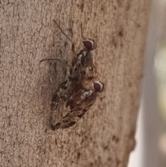 Euprosopia sp. (genus) at QPRC LGA - 29 Mar 2024