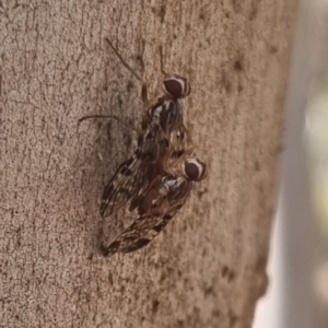 Euprosopia sp. (genus) at QPRC LGA - suppressed