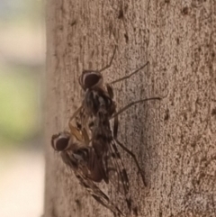 Euprosopia sp. (genus) at QPRC LGA - suppressed