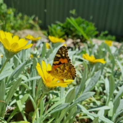 Vanessa kershawi (Australian Painted Lady) at Bungendore, NSW - 26 Feb 2024 by clarehoneydove