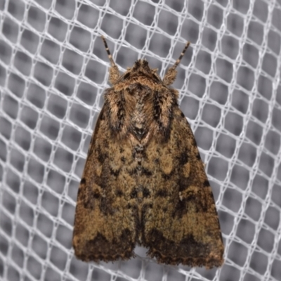 Dasygaster padockina (Tasmanian Cutworm) at Jerrabomberra, NSW - 29 Mar 2024 by DianneClarke