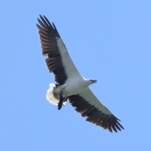 Haliaeetus leucogaster (White-bellied Sea-Eagle) at Cleveland, QLD by TimL