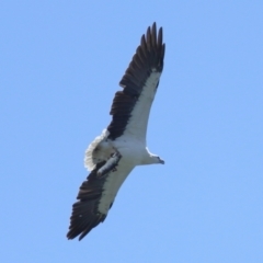 Haliaeetus leucogaster at Cleveland, QLD - 29 Mar 2024