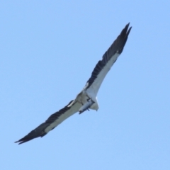 Haliaeetus leucogaster at Cleveland, QLD - 29 Mar 2024