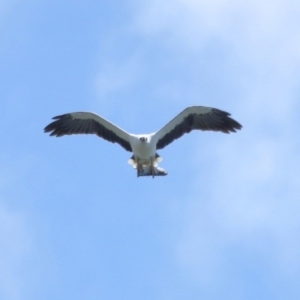 Haliaeetus leucogaster at Cleveland, QLD - 29 Mar 2024 11:35 AM