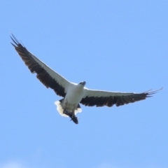 Haliaeetus leucogaster at Cleveland, QLD - 29 Mar 2024