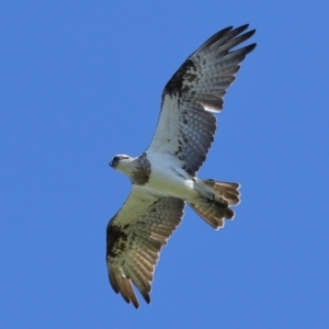 Pandion haliaetus at Cleveland, QLD - suppressed