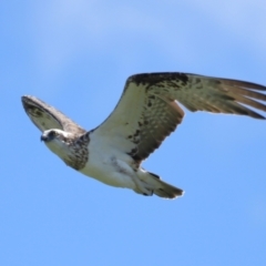 Pandion haliaetus at Cleveland, QLD - suppressed