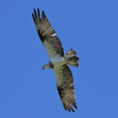 Pandion haliaetus at Cleveland, QLD - suppressed