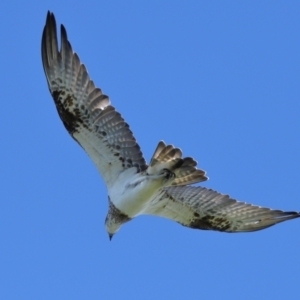 Pandion haliaetus at Cleveland, QLD - 29 Mar 2024